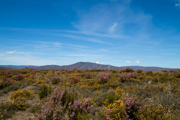 Naklejka premium Springtime landsacape