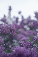 syringa in the provence garden