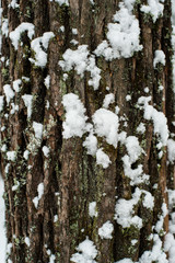 snow covered tree trunk overgrown with moss and lichen