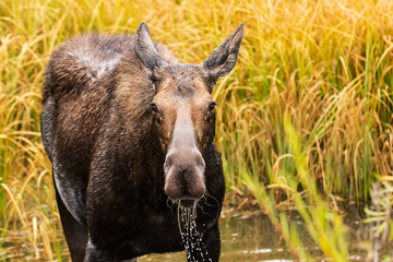 closeup of a Moose looking at camera with water dripping from her mouth