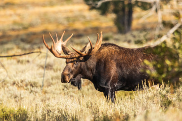 Side view closeup of Bull Moose looking toward camera