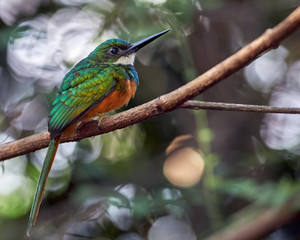 Fototapeta premium Wonderful bird perched on the tree branch