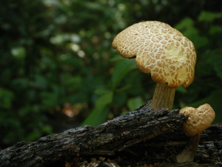 Fungus