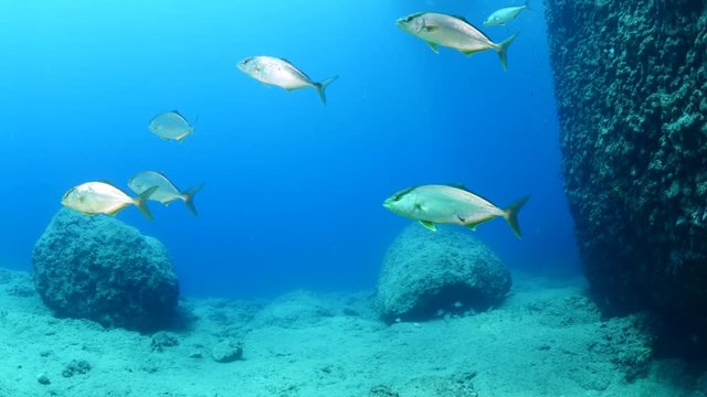 jackfish underwater mediterranean scenery with blue water 