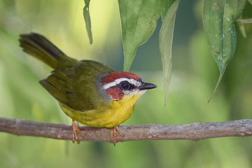 Warbler resting on the tree branch in the forest