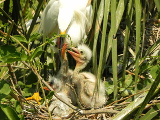 Snowy Egret Chicks Feeding
