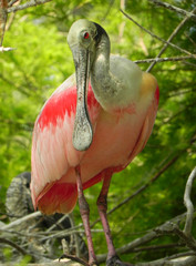 Roseate Spoonbill