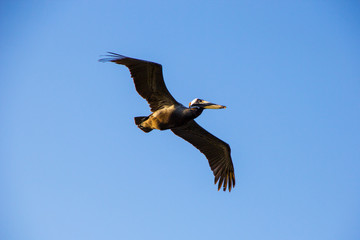 Obraz premium pelican in flight