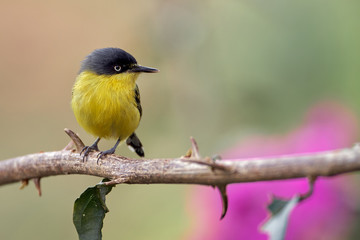 Small bird resting quietly on the branch with spikes