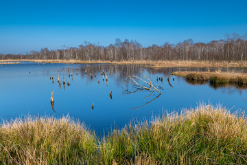 Hamburg, Germany. The nature reserve Wittmoor in early spring. It is the last upland moor in northern Hamburg.