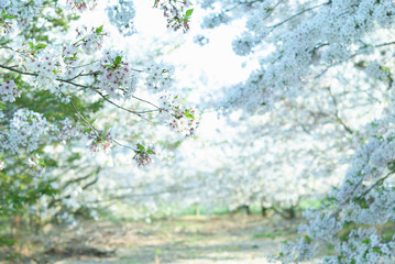 Fototapeta premium 夕方の桜並木