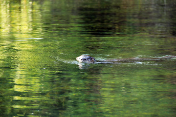 Otter Swimming