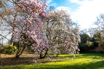 Magnolia trees with flowers