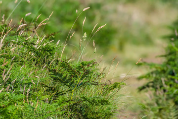 Uncultivated meadow in springtime.