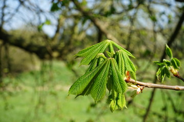 Junge Blätter, Blattaustrieb einer Kastanie im Frühling