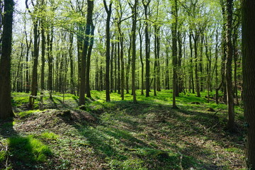 Wald mit Buchen im Frühling - obrazy, fototapety, plakaty