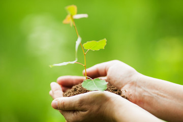 Fototapeta na wymiar environment Earth Day In the hands of trees growing seedlings. Bokeh green Background Female hand holding tree on nature field grass Forest conservation concept