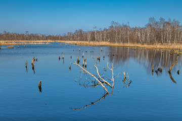 Hamburg, Germany. The nature reserve Wittmoor in early spring. It is the last upland moor in northern Hamburg.