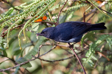 Black bird looking for food among the flowers of a tree