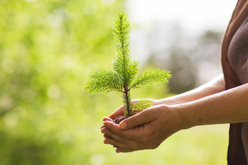 environment Earth Day In the hands of trees growing seedlings. Bokeh green Background Female hand holding tree spruce on nature field grass Forest conservation concept