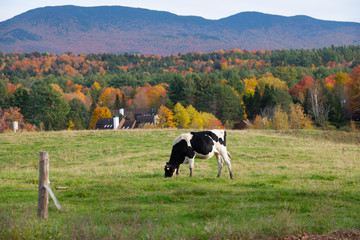 Fall Color