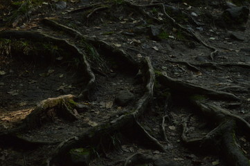 Fascinating roots of a old dark tree
