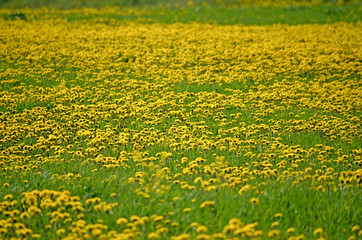 Yellow dandelions.Blooming dandelions on meadow. Spring flowers background. Field of yellow dandelions. Bright spring landscape. Yellow flowers background