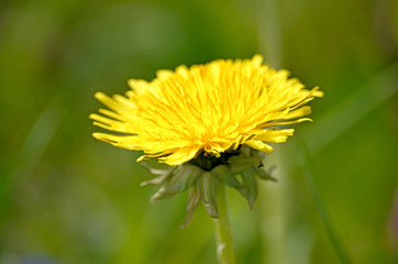 Yellow dandelions.Blooming dandelions on meadow. Spring flowers background. Field of yellow dandelions. Bright spring landscape. Yellow flowers background