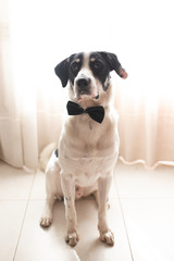 Labrador dog in a black bow tie. Best friend and dating concept.