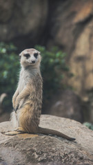 meerkat on the lookout