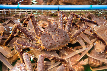 Alaska Crab In A Tank
