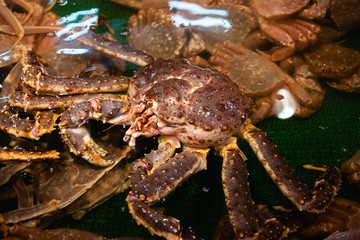 Alaska Crab In A Tank