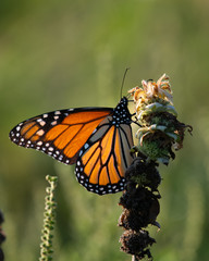 Fototapeta na wymiar monarch