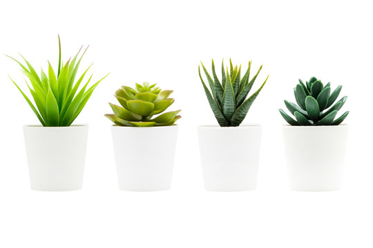 Indoor Small Green Plant Isolated On White