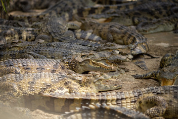 Crocodile with a mouth open in the midst of the herd.