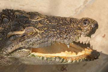 Obraz premium Closup crocodile with a mouth open.