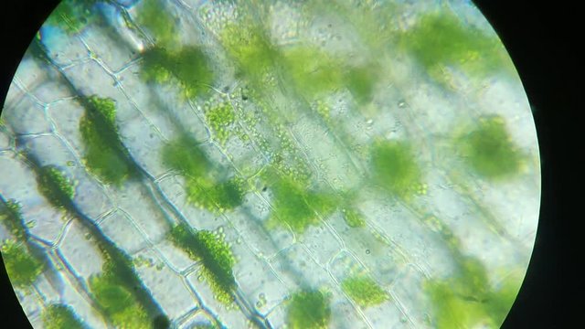 Green chlorophyll, chloroplasts in plant eukaryotic cell structures, magnification in microscope. Close up of leaf photosynthesis. GMO, DNA, cytology science, research and genetic engineering concept