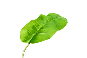 Large green plant leaves isolated on a white background