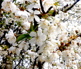 cherry blossom in spring