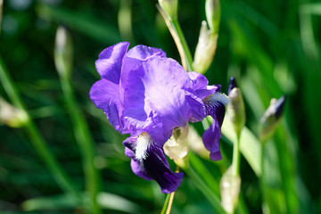 violet iris in a garden in summer time