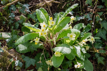 primroses