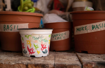 Naklejka na ściany i meble Pots with herbs recently seeded. Basil, garden cress and marjoram.