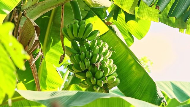 closeup wind shakes branch with small unripe bananas and big green leaves