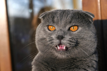 Scottish fold grey cat. Scottish cat's portrait.
