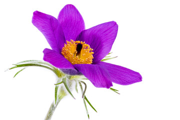 Pasque Flower Isolated on White Background