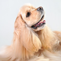 Cute portrait of a fawn cocker spaniel on a white background