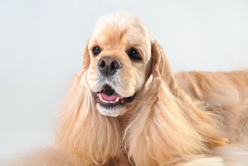 Cute portrait of a fawn cocker spaniel on a white background