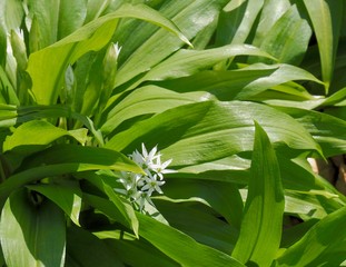 Edible field of wild garlic plants