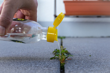 Männerhand gießt Essig-Essenz auf Pflanze zur biologischen Bekämpfung von Unkraut in...