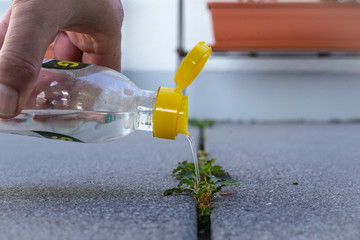 Männerhand gießt Essig-Essenz auf Pflanze zur biologischen Bekämpfung von Unkraut in...